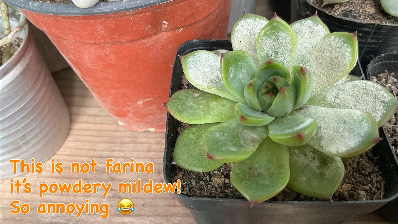 Powdery Mildew on Succulents | So Annoying
