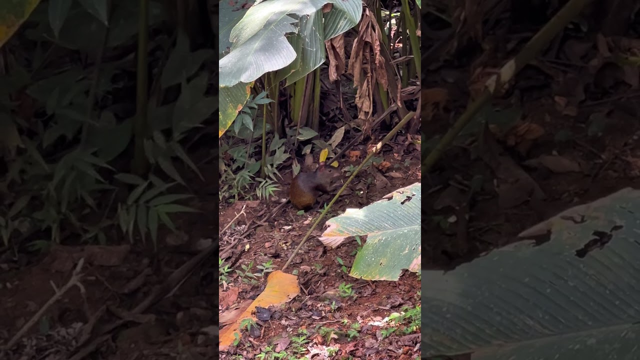 🇨🇷🐾 Central American Agouti (Guatusa) Costa Rica