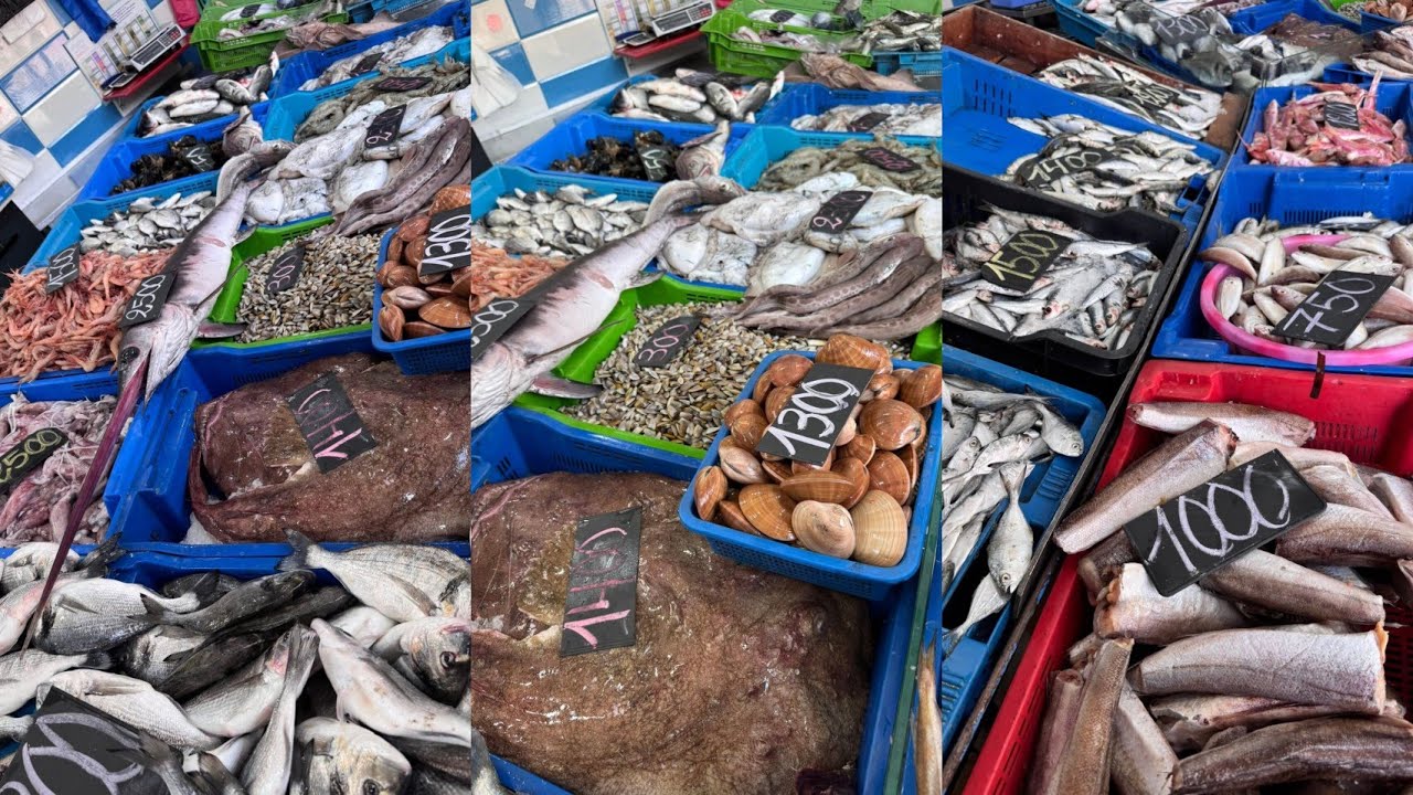 اسعار وانواع السمك اليوم في الجزائر /سوق السمك ميناء زموري مسمكة خوجة 