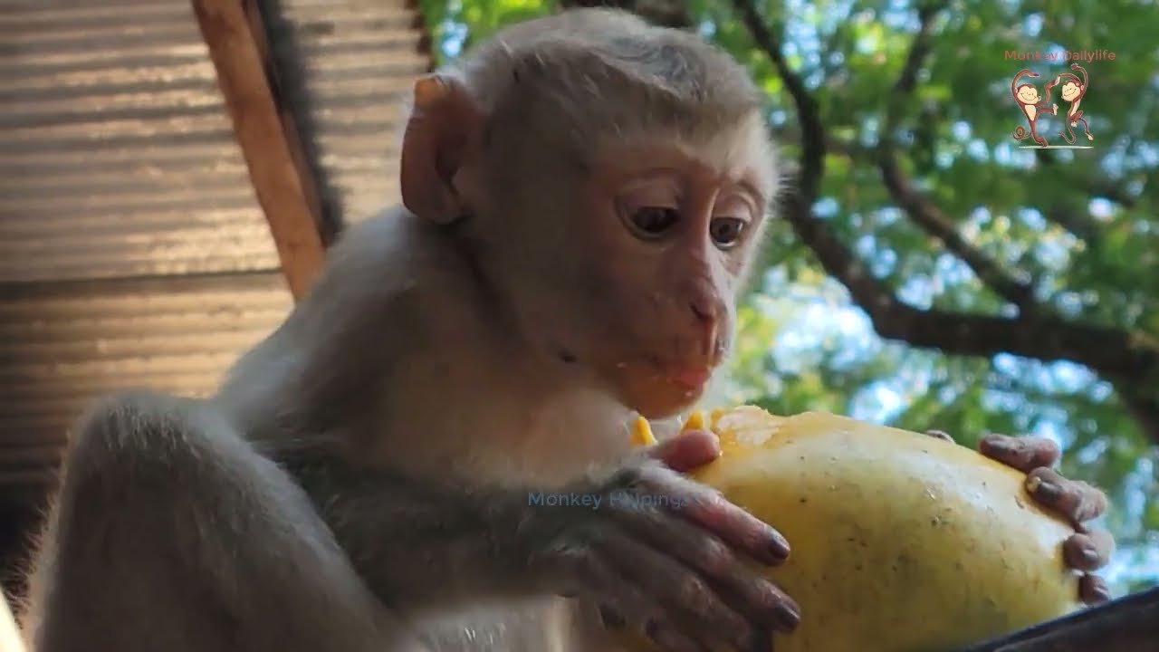 Oh God.! baby Royston monkey show his power to Leo while eating mangoes together for breakfast
