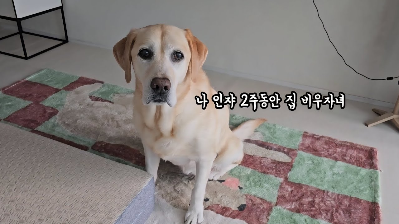 처음으로 엄마와 장기간 떨어져 지내게 된 노견