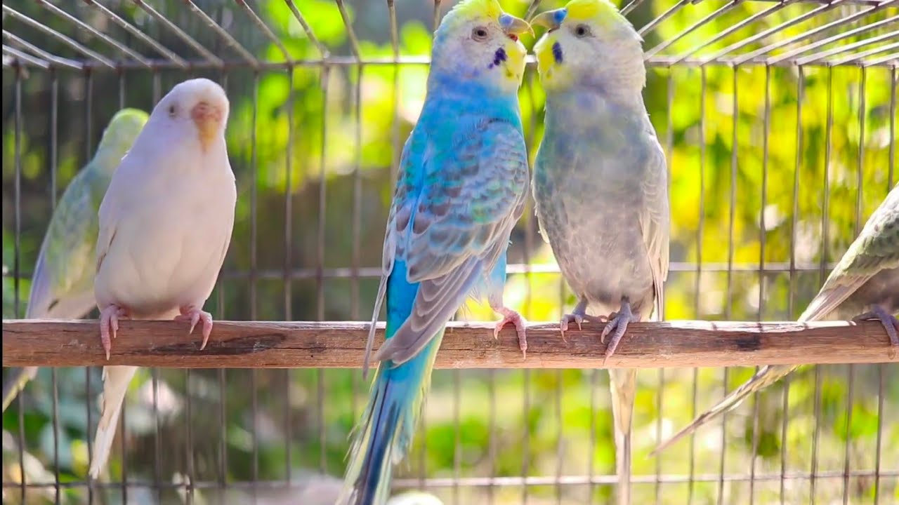 9 Hours of Budgie Best Friends - Mango and Chutney - Singing and Talking Sounds