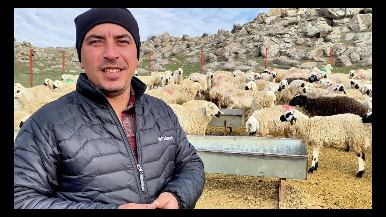 KOÇ GİBİ 500 KANGAL KOYUNU | BELGESEL #belgesel