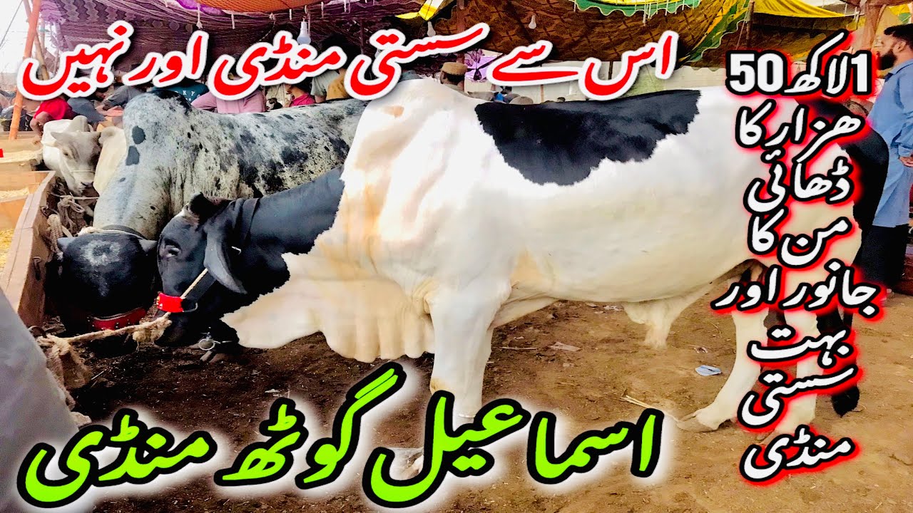 Ismail goth mandi 2025 | Ismail goth mandi Karachi 2025| Ismail Goth Mandi Karachi Cattle Latest