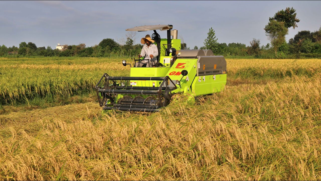 Rice Harvest With Combine Harvester In Iran
