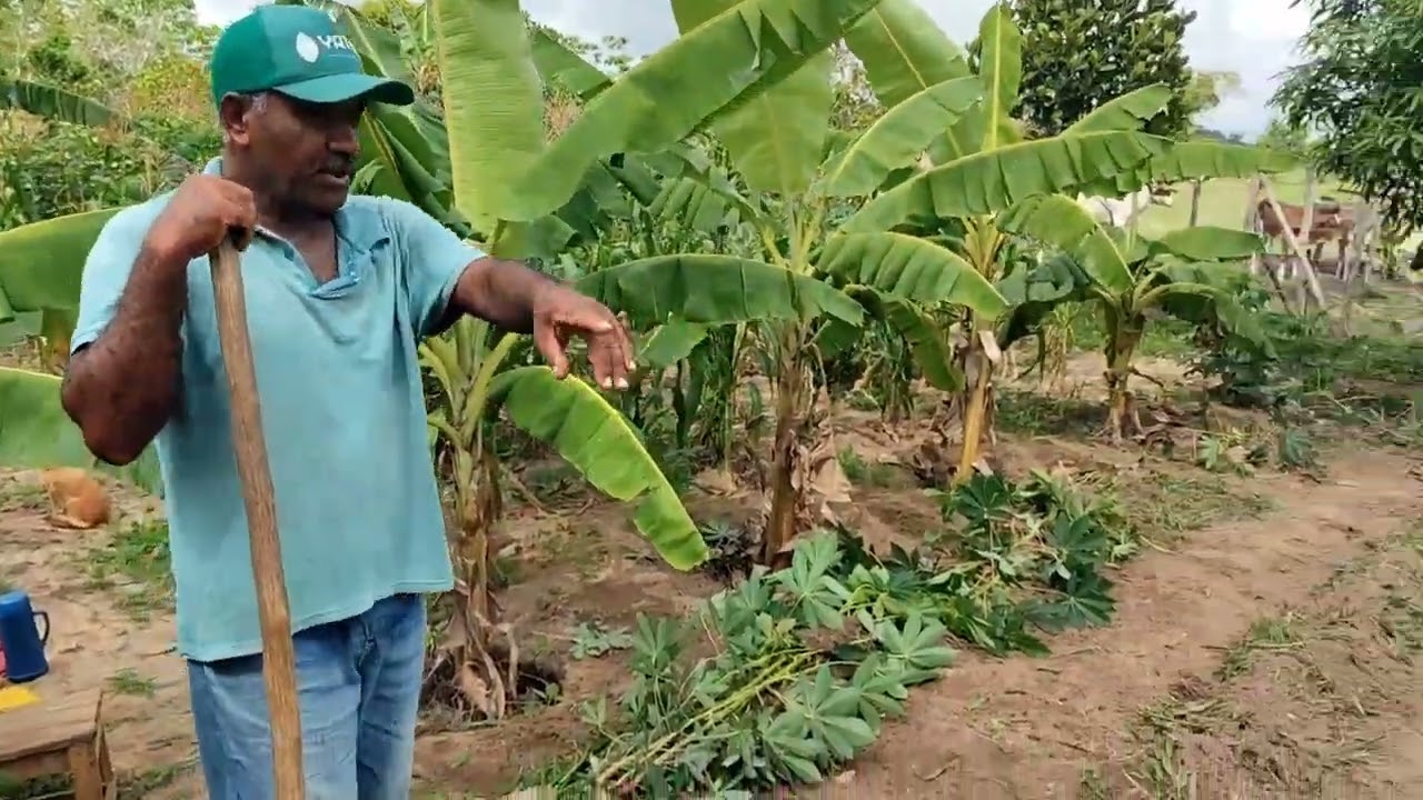 Fazendo plantio de milho com fava e mostrando como estou fazendo a divisão com as bananeiras.