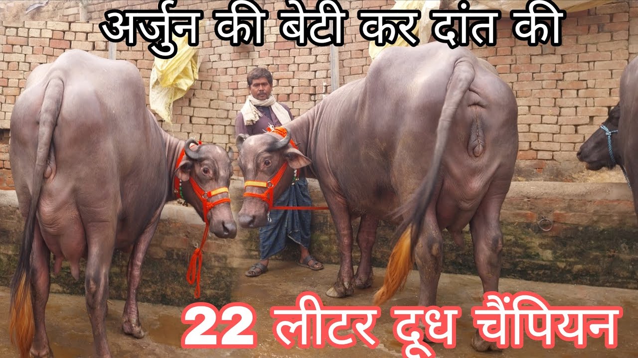 अर्जुन की बेटी चार दांत की सेकंड टाइमर फुल साइज की मुर्रा नस्ल की एक छोटी और छह दांत की तैयार