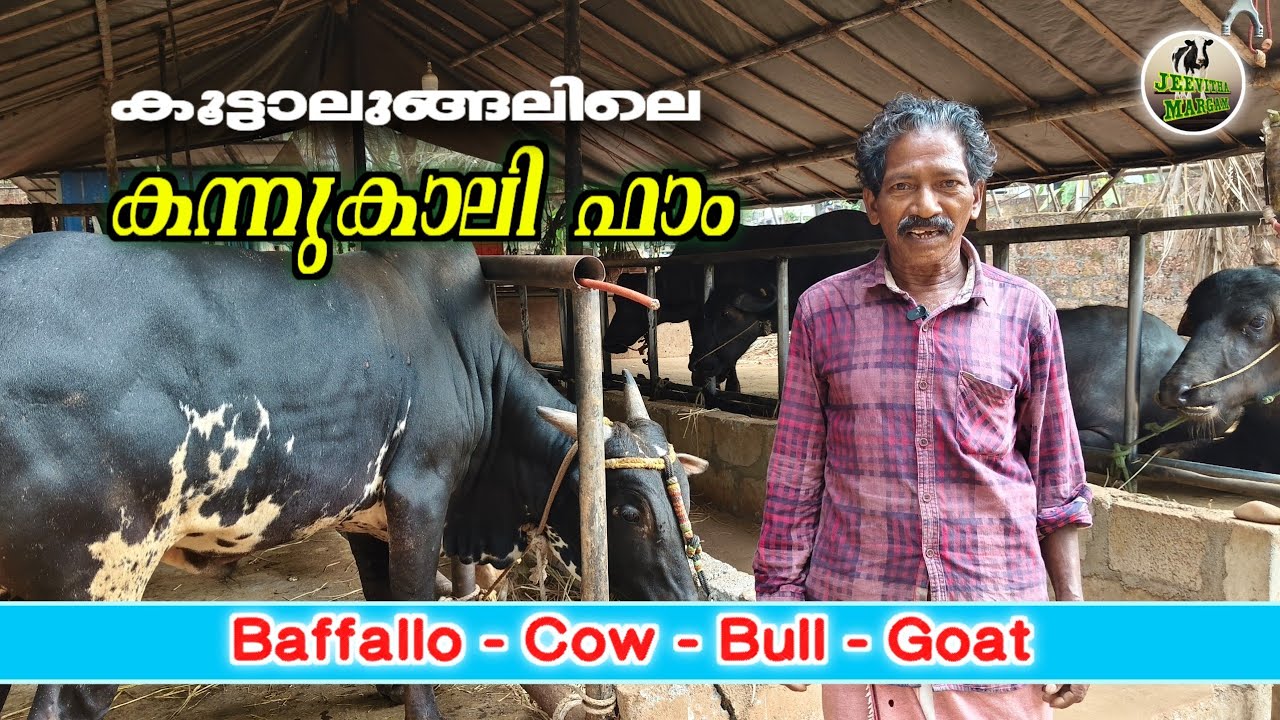 പോത്ത് ഫാമിലെ ജോലി ഇഷ്ടപെട്ട് ചെയ്യുന്ന പരമേശ്വരൻ ഏട്ടൻ 💥 #buffallofarm #bullfarm #jeevithamargam 