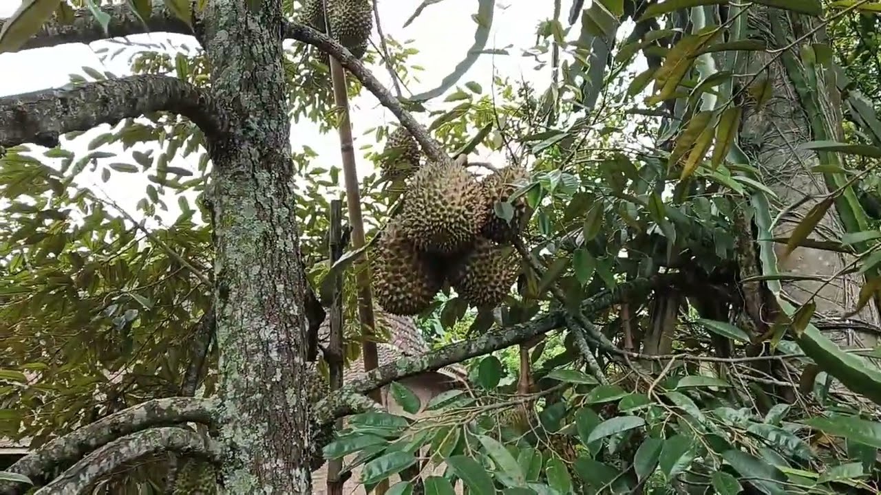 Jenis pohon durian •  Сорта дурианов  •  Durian varieties