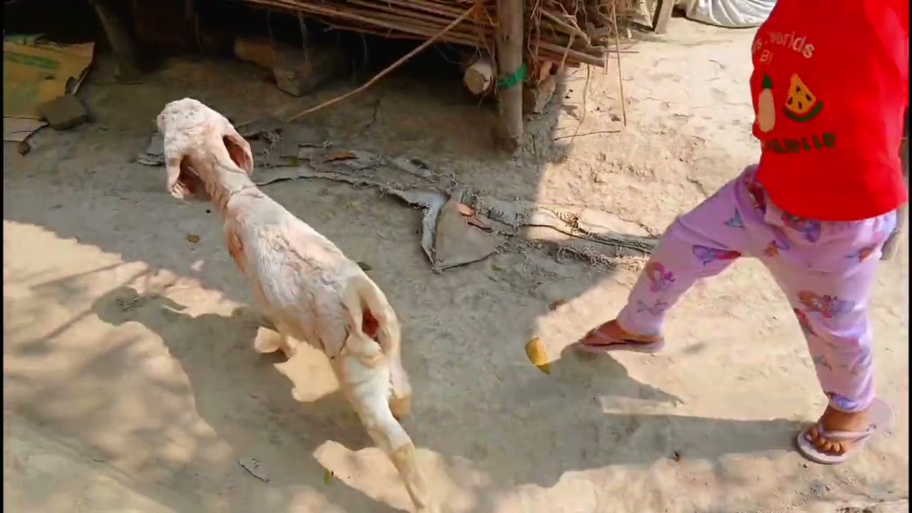 যেকোনো  জিনিস হলে প্রতিবেশীদের দিয়ে খাওয়া মজাই আলাদা 😱এত সুন্দর বরই হয়েছে 😱