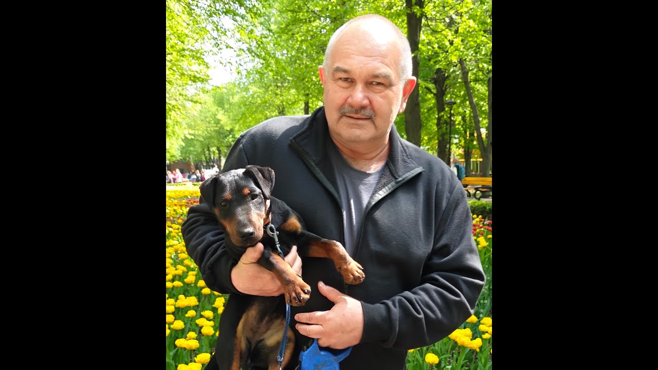 1 Deutscher Jagdterrier  - 100 Jahre
