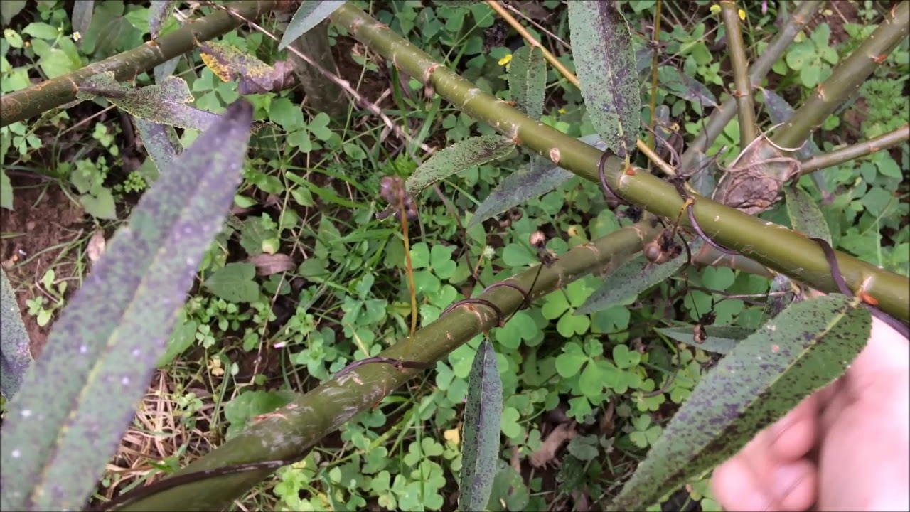 O Que é o Vime? E Como ele é Cultivado