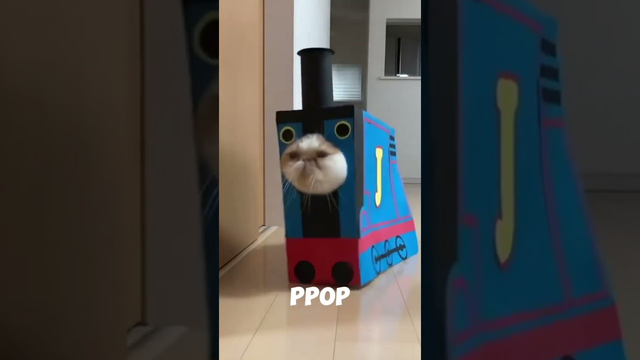 When your cat turns into Thomas the Tank Engine for no reason #reels #thomas #tankengine #cat #funny