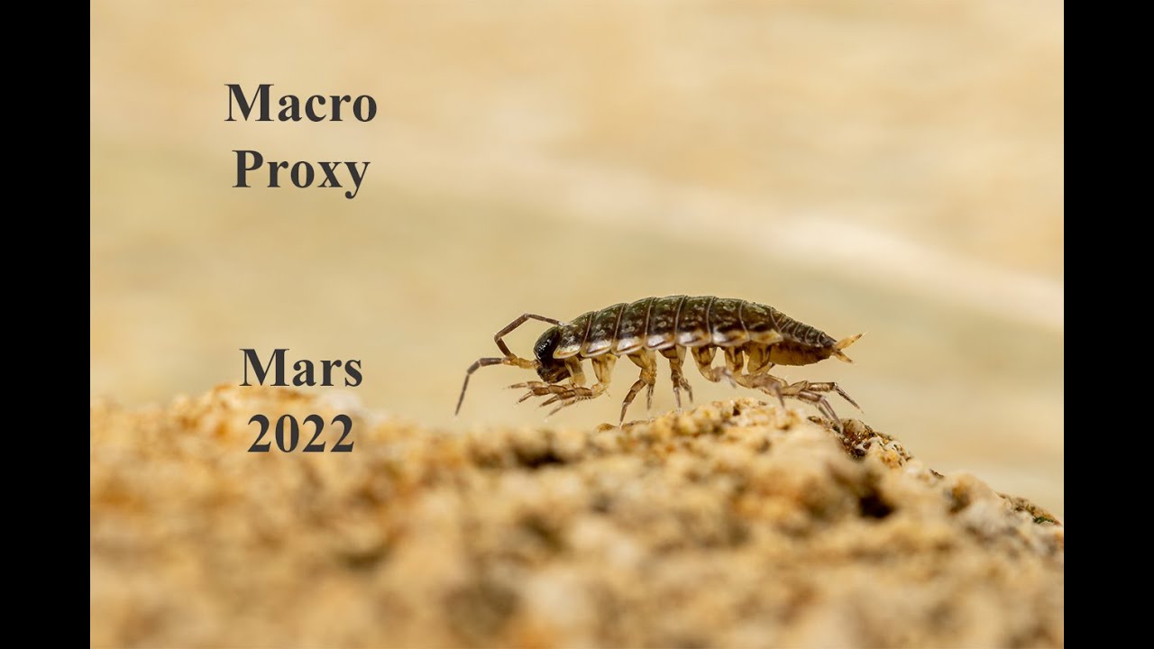 Diaporama de photos macro, proxi : Mars 2022.