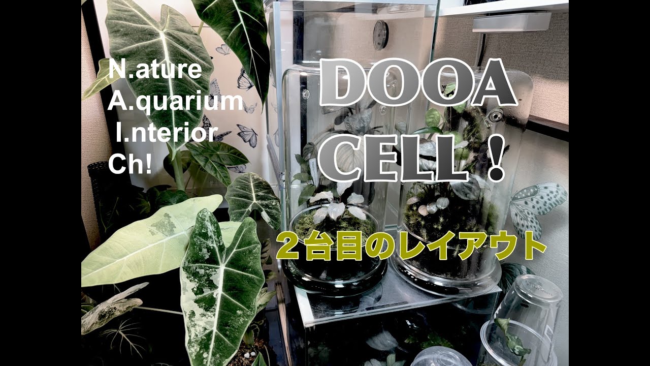 DOOA CELL !（2台目のレイアウト）