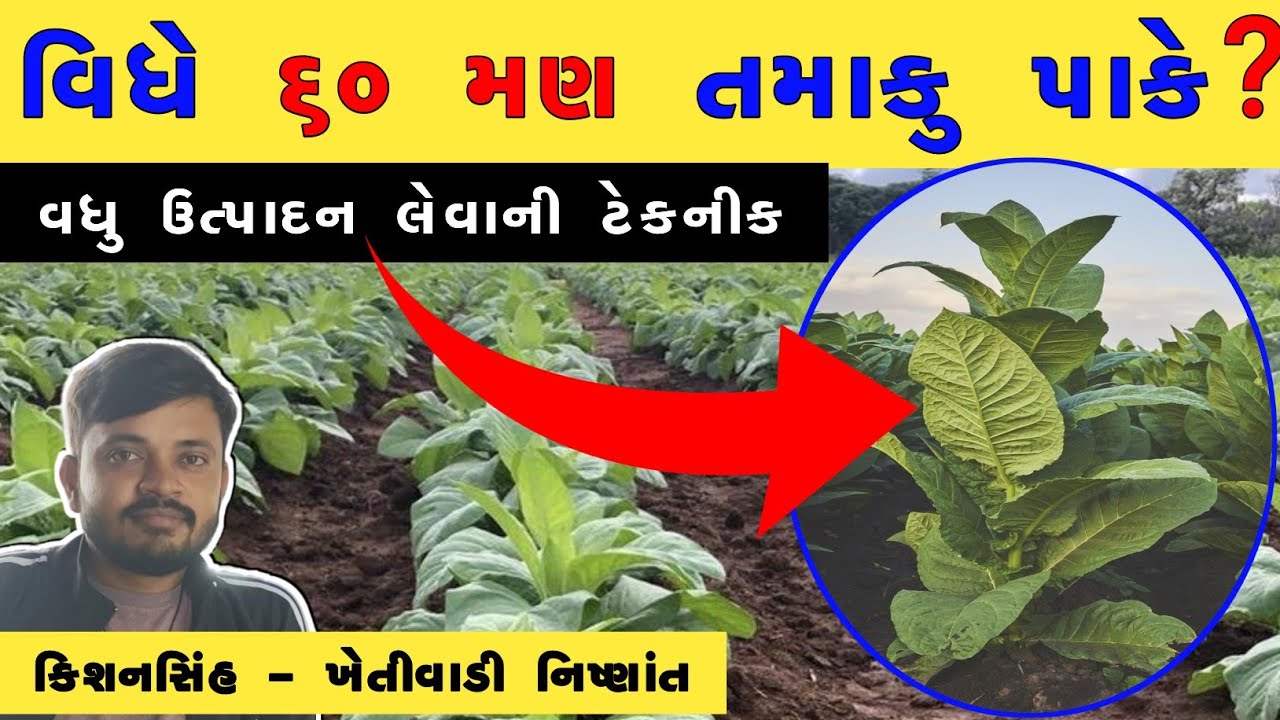 વિઘે 60 મણ તમાકુનું ઉત્પાદન લેવાની ખેડૂતના અનુભવની વાત