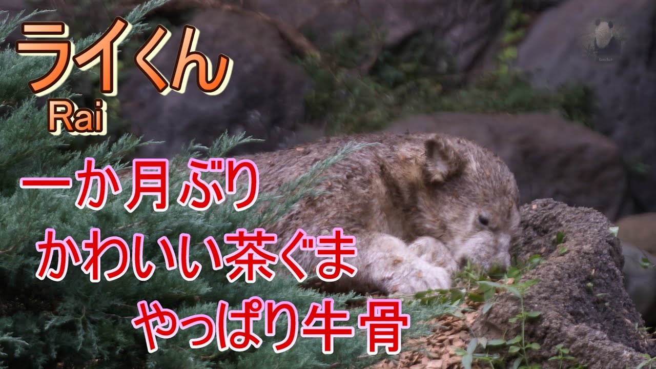 ライくん  ~一か月ぶり・茶ぐま・やっぱり牛骨~【A polar bear cub, Rai】