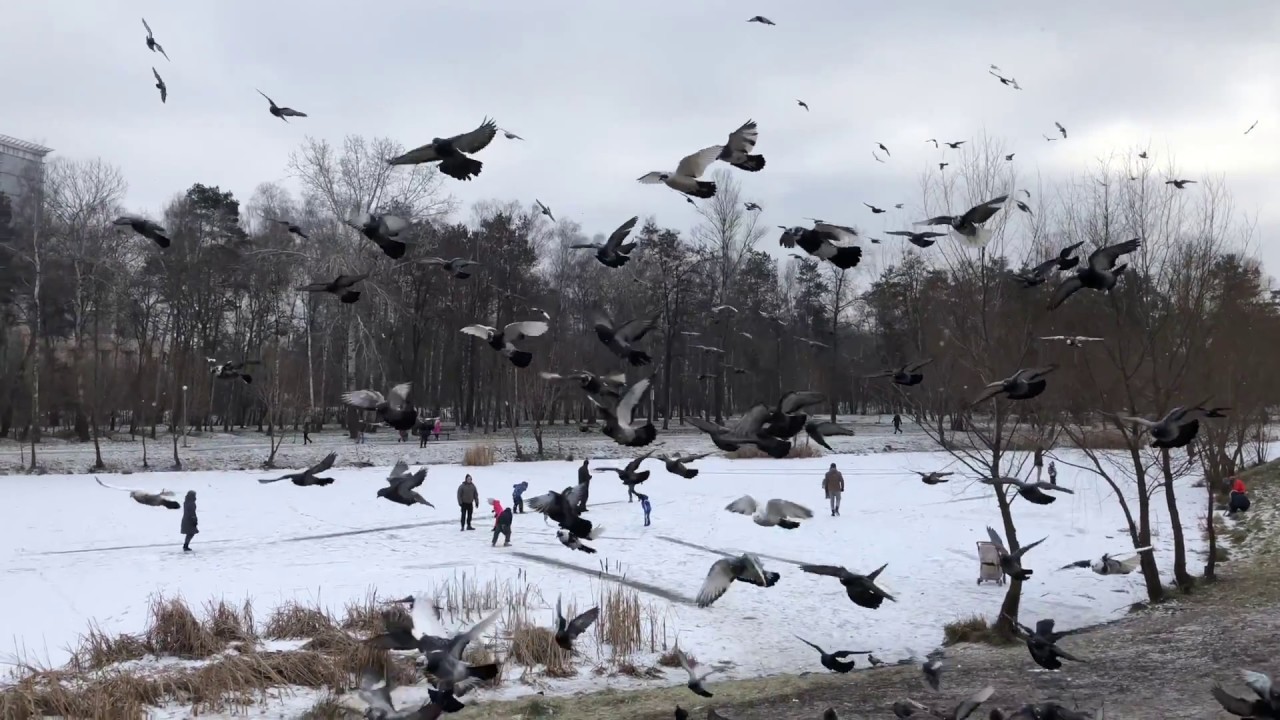 iPhone X Video Test 4K 60fps , -8 degree outside/ Кормление Голубей