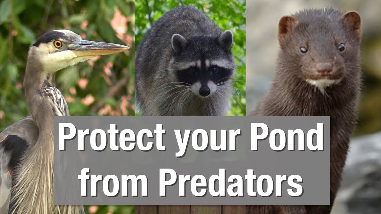 Protect Your Pond from Predators