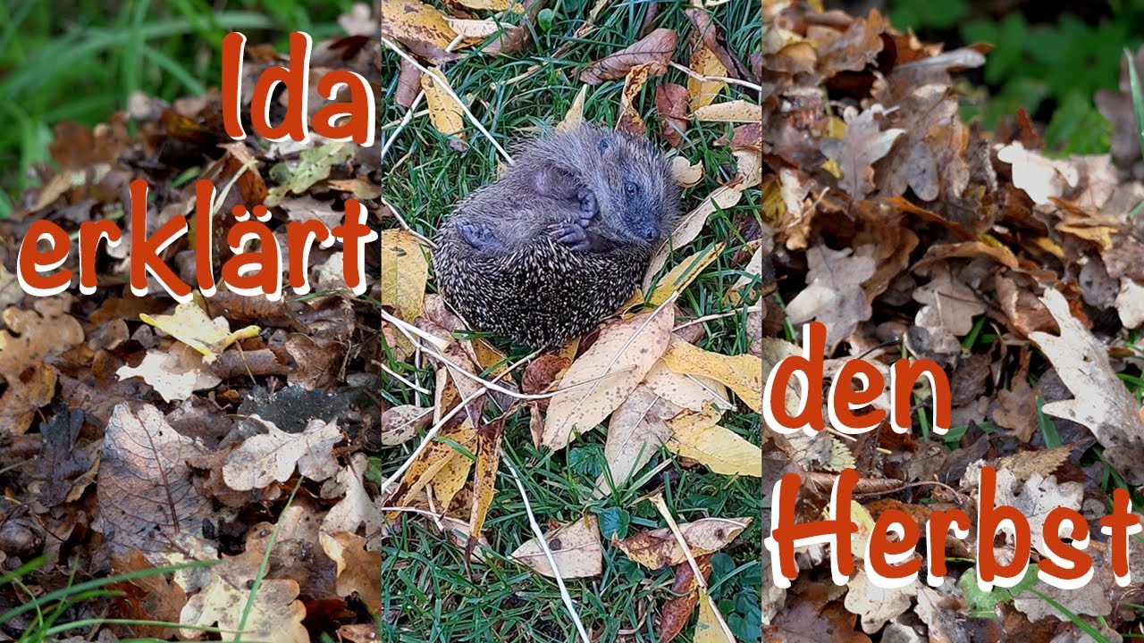 Ida erklärt euch den Herbst // Natur Nah!