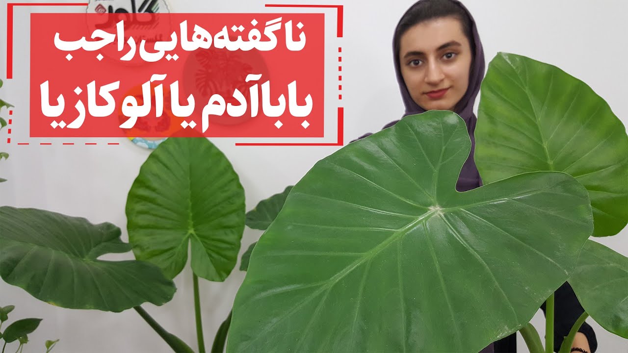 چرا نباید گیاه باباآدم یا آلوکازیا را در آپارتمان نگهداری کرد؟!