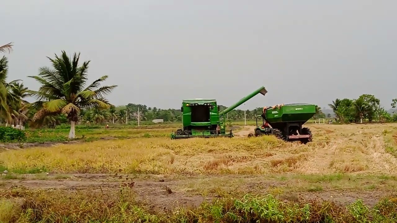 colheitadeira de arroz 🌾...2025 plantação de arroz 🌾