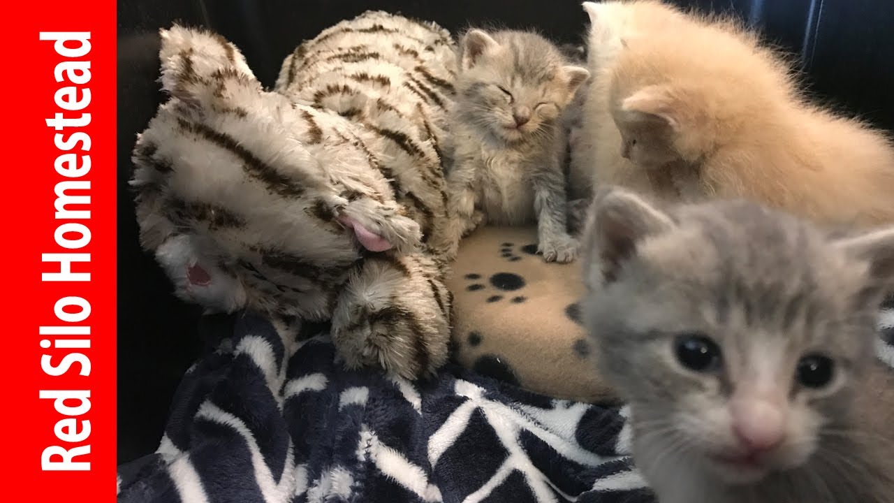 Kitten Update | Continuing saga...