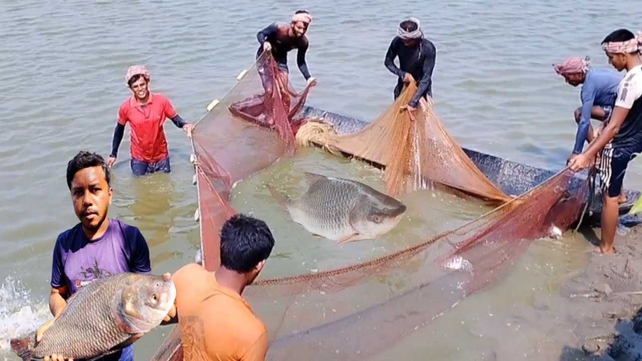Tengra fish caught in a net in the river | Bengali fishing video | Fishing videos | Local fishing