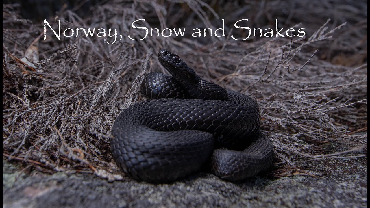 Norway, Snow and Snakes! feat. Melanistic Adder