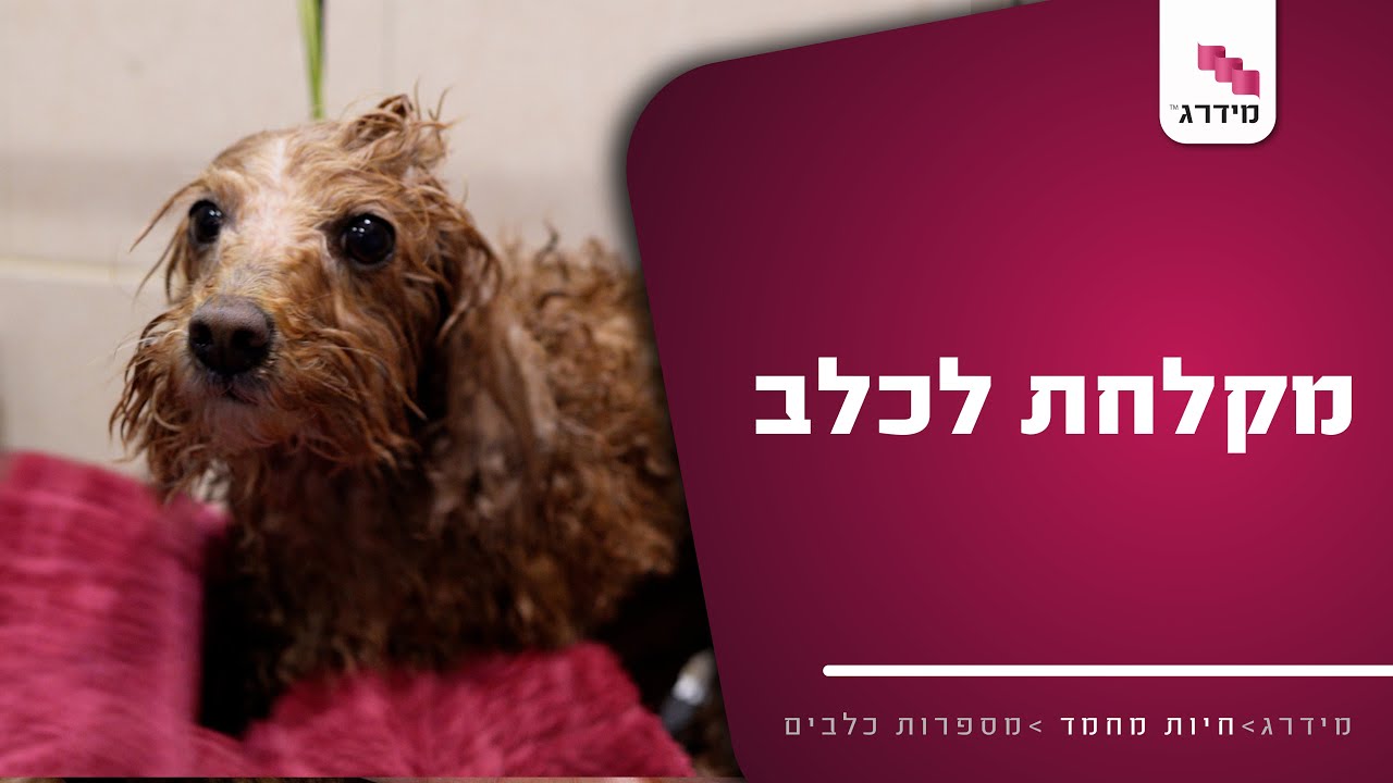 מקלחת לכלב – שלב אחרי שלב: כך תעשו את זה נכון