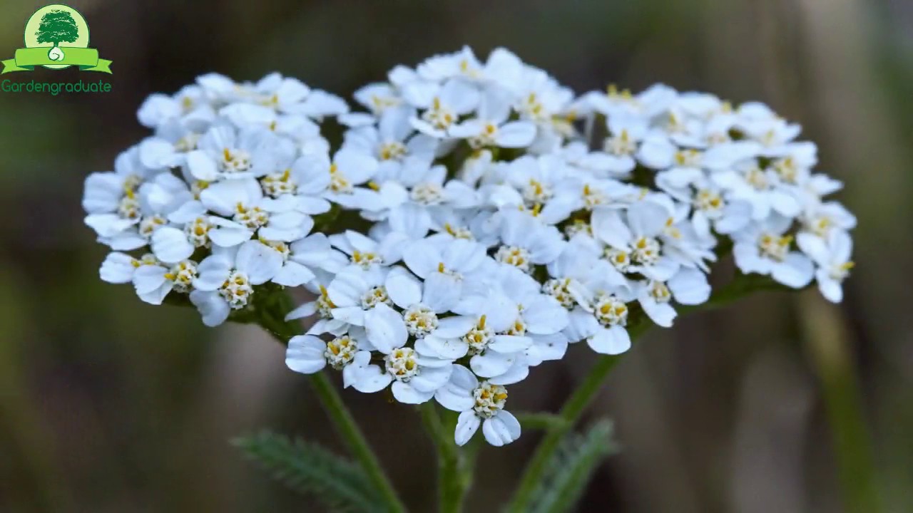 Top 10 Bloomers To Attract The Nectar Lovers You Need | GardenGraduate