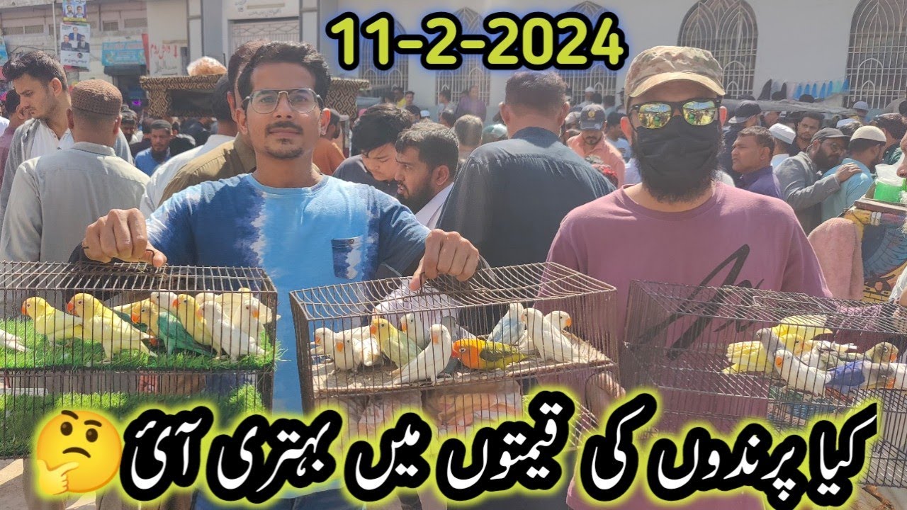 Lalukhait Birds Market Latest 11 February 2024 update||Birds Price In 2024 Lovebirds Dove  B4BIRDS