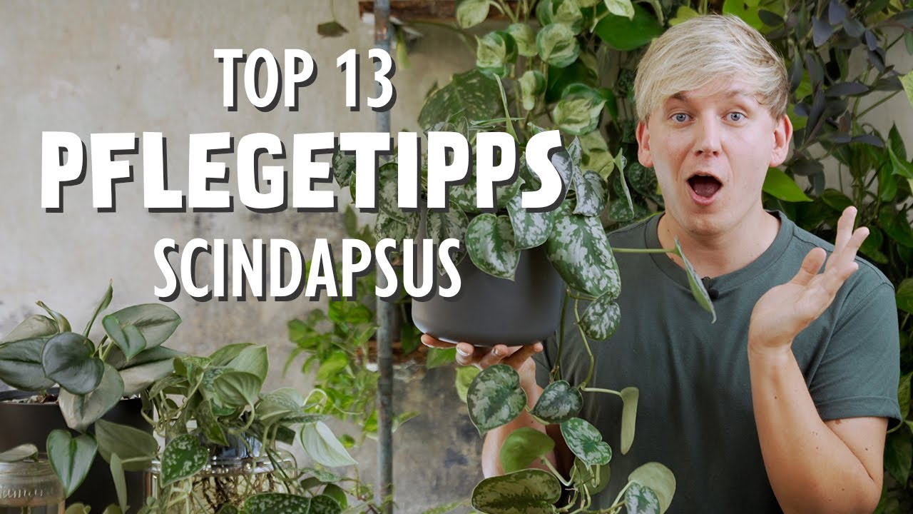 TOP 13 Scindapsus Pflegetipps für volle und gesunde Pflanzen 😱