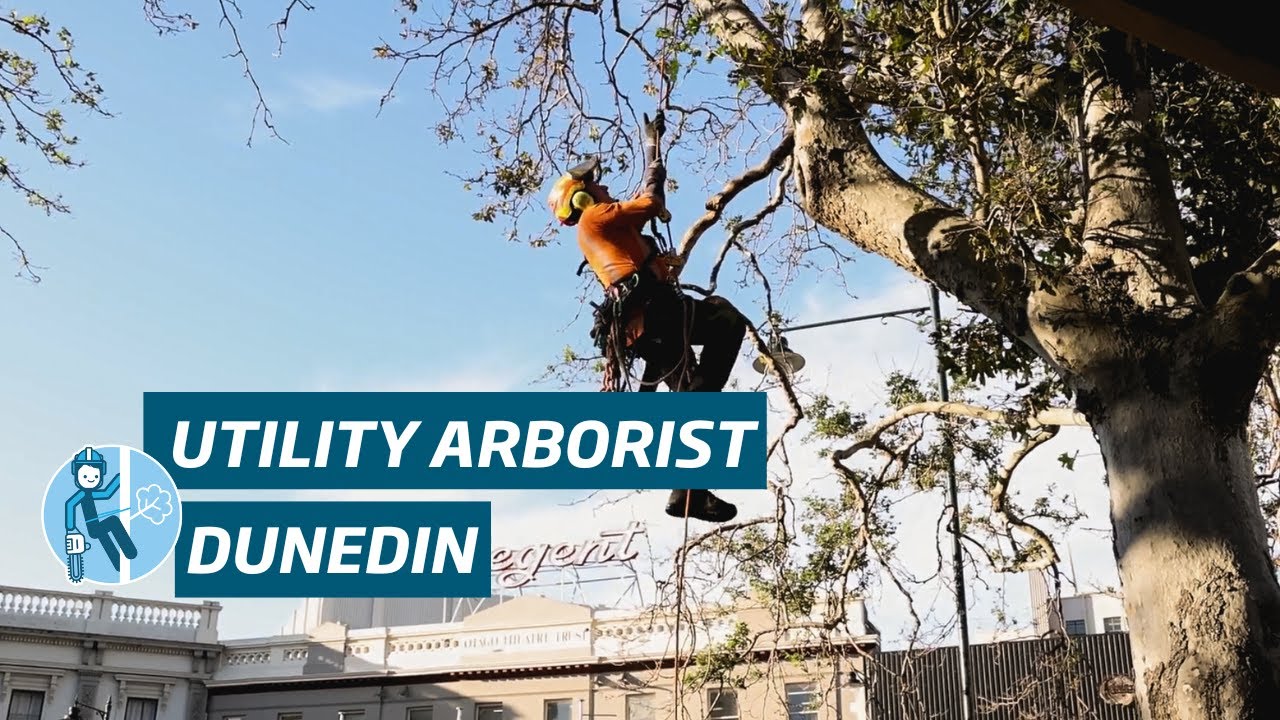 Utility Arborist | Dunedin