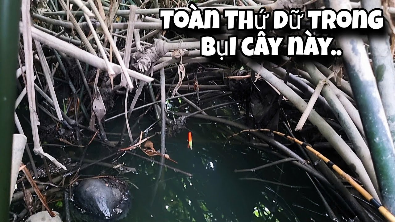 Tập 145 - Vô Tình Sướng Tay Khi Câu Cá Rô Mà Giật Trúng Mấy Loại Cá Này | Tổng Hợp Clip