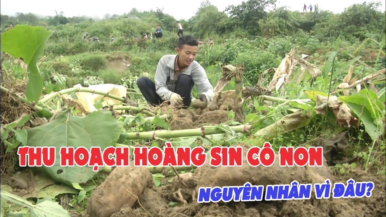 Vì sao nông dân Bát Xát thu hoạch củ Hoàng sin cô non? | THLC