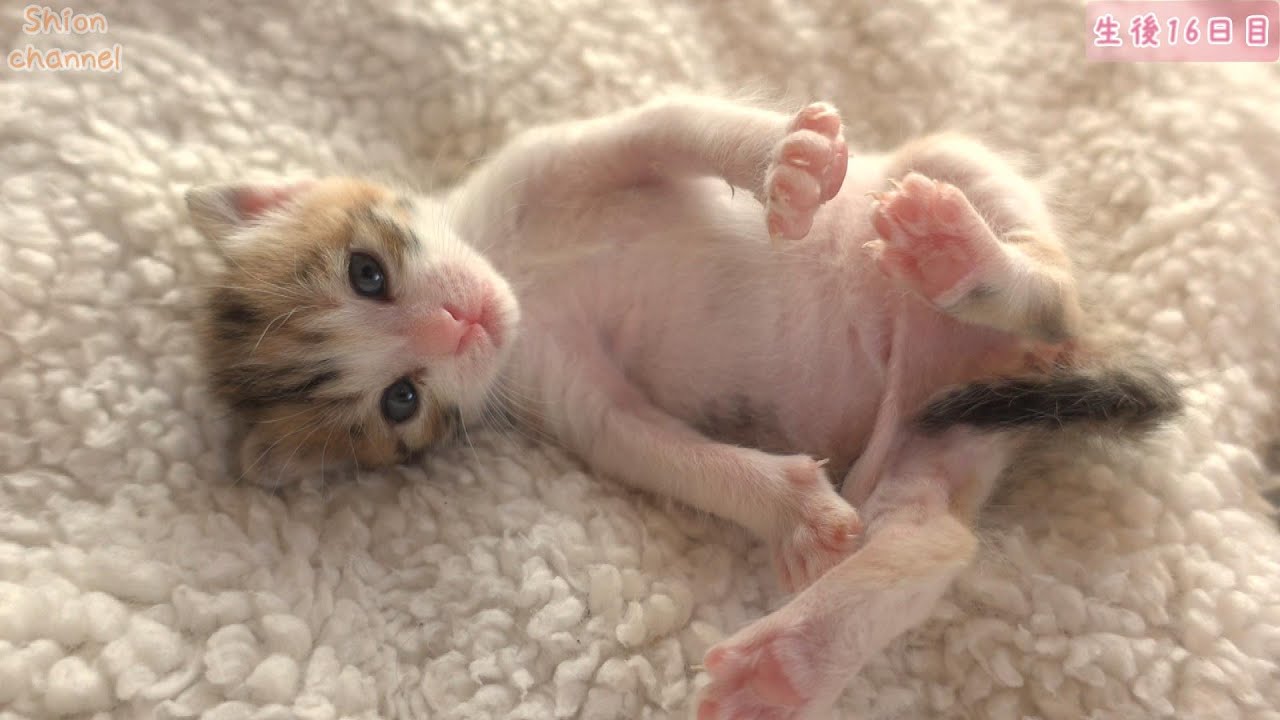 【生後16日】お腹いっぱい…ミルクを飲んで放心する子猫たち