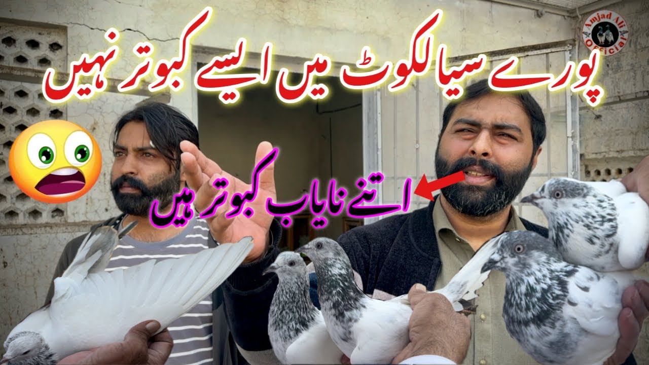 Sayalkoti kabootar || Chohy kabootar || Batery kabootar || Kaly moun waly kabootar || #sayalkotkabot