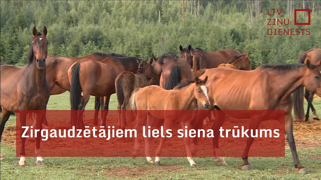 Zirgaudzētājiem liels siena trūkums