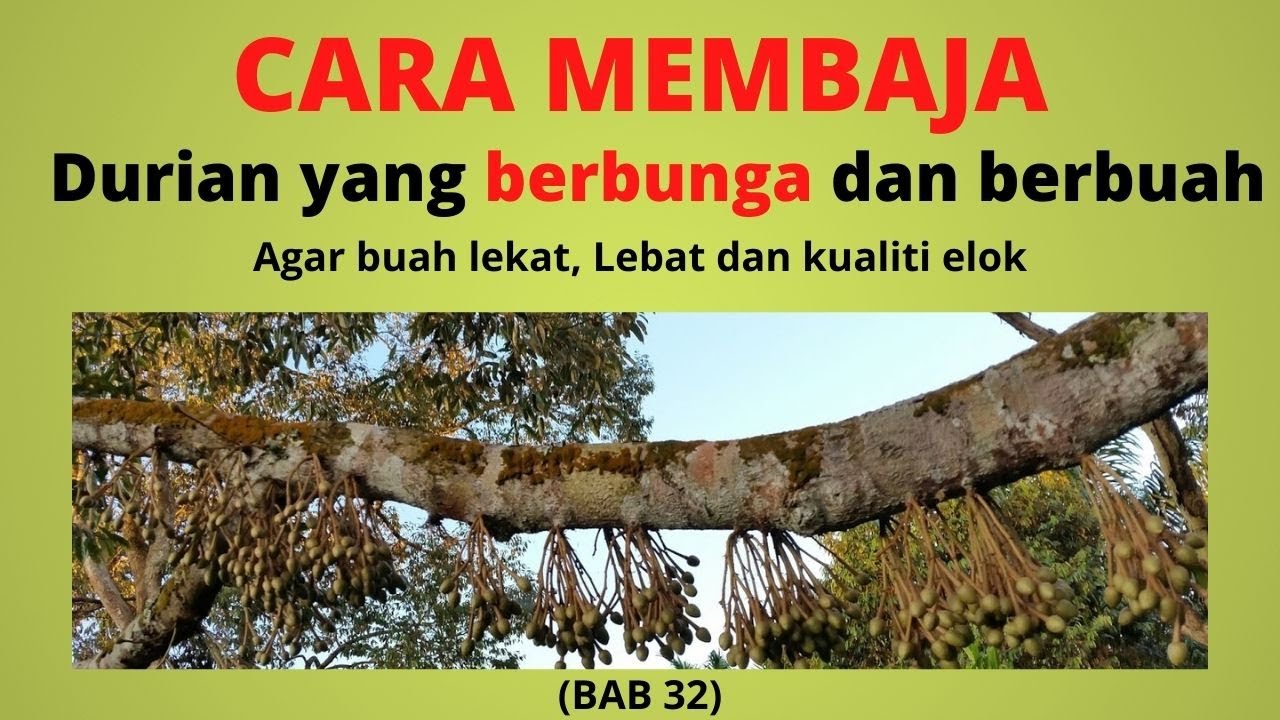 Sifu Durian BAB 32 | Cara MEMBAJA Durian Mula BERBUNGA