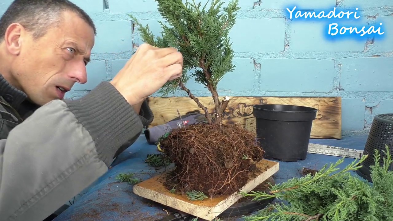 Von der Topfpflanze zum Bonsai , der Chin. Wacholder