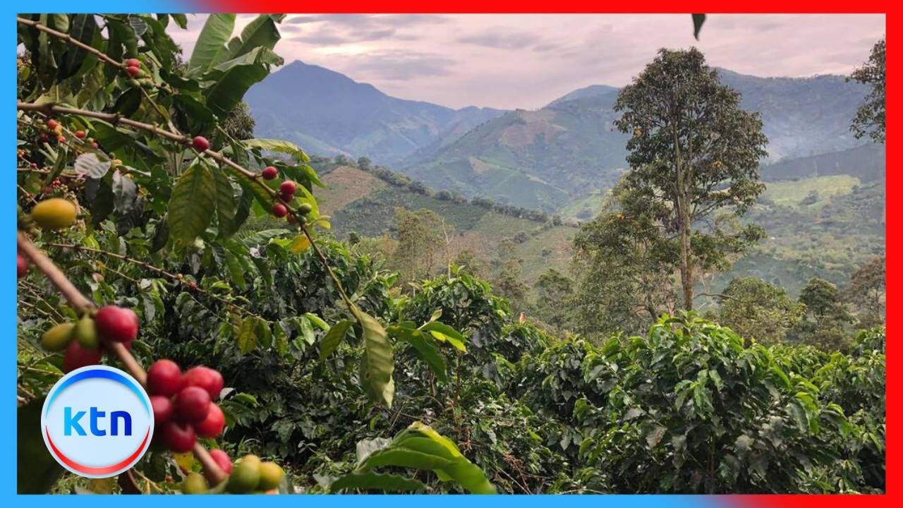 Coffee Farming || Farm Kenya