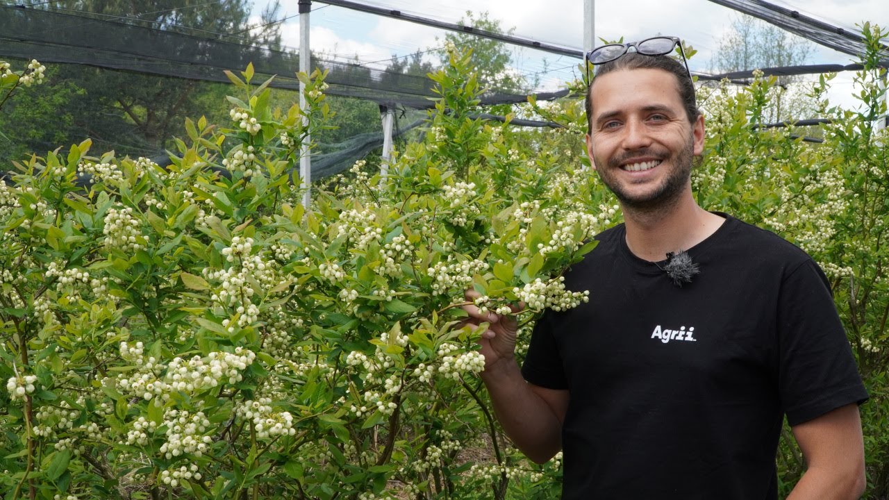 Borówka w czasie kwitnienia – ochrona i nawożenie , 22.05.21 Michał Malicki, Agrii