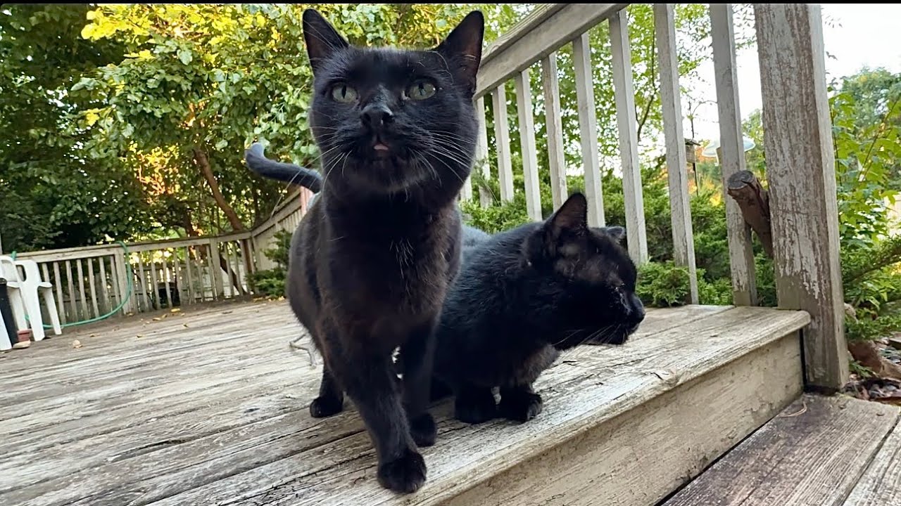 The Cutest Love Triangle: Mommy Cat, Her Man & Their Newborn Kittens!