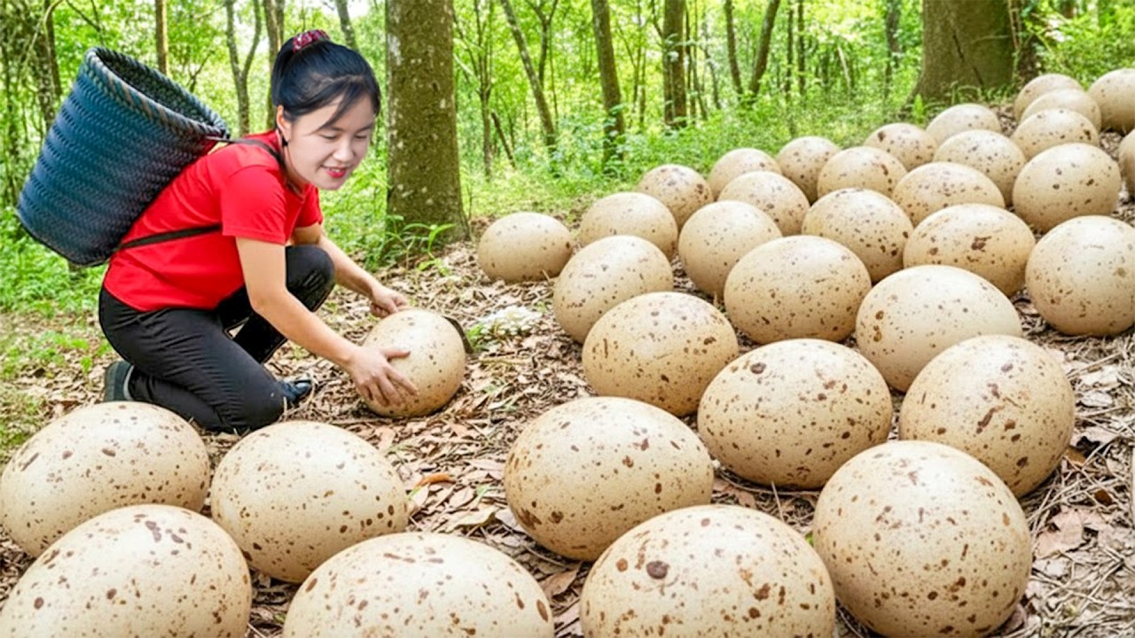 TIMELAPSE — Harvesting Many Wild Turkey Eggs in the Forest & Goes to Market Sell – Rural Daily Life
