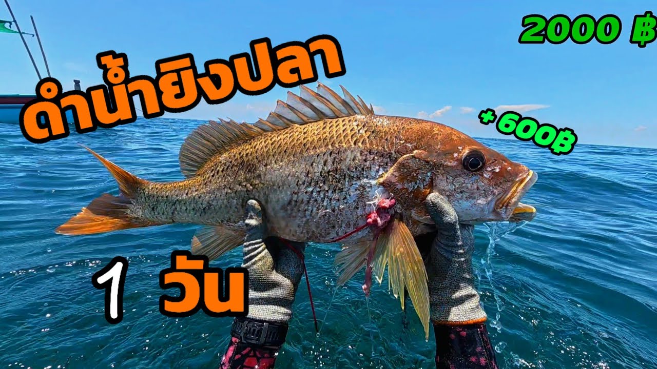 ดำน้ำยิงปลา 1 วัน จะได้กี่บาท!!
