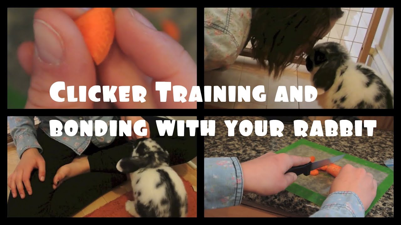 Clicker Training Your Rabbit | How to bond with your bunny!