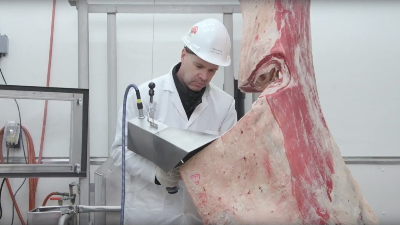 Carcass Grading - 2017 National Beef Quality Audit Results