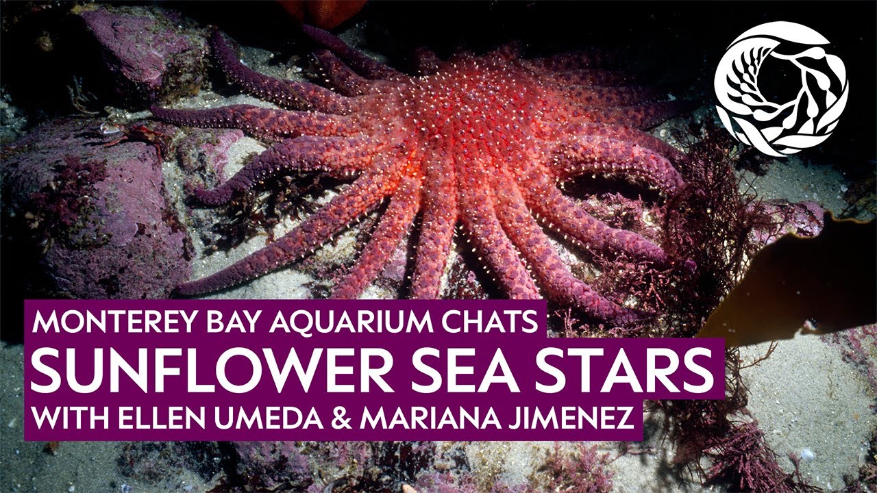 Sunflower Sea Stars LinkedIn live replay with Ellen & Mariana