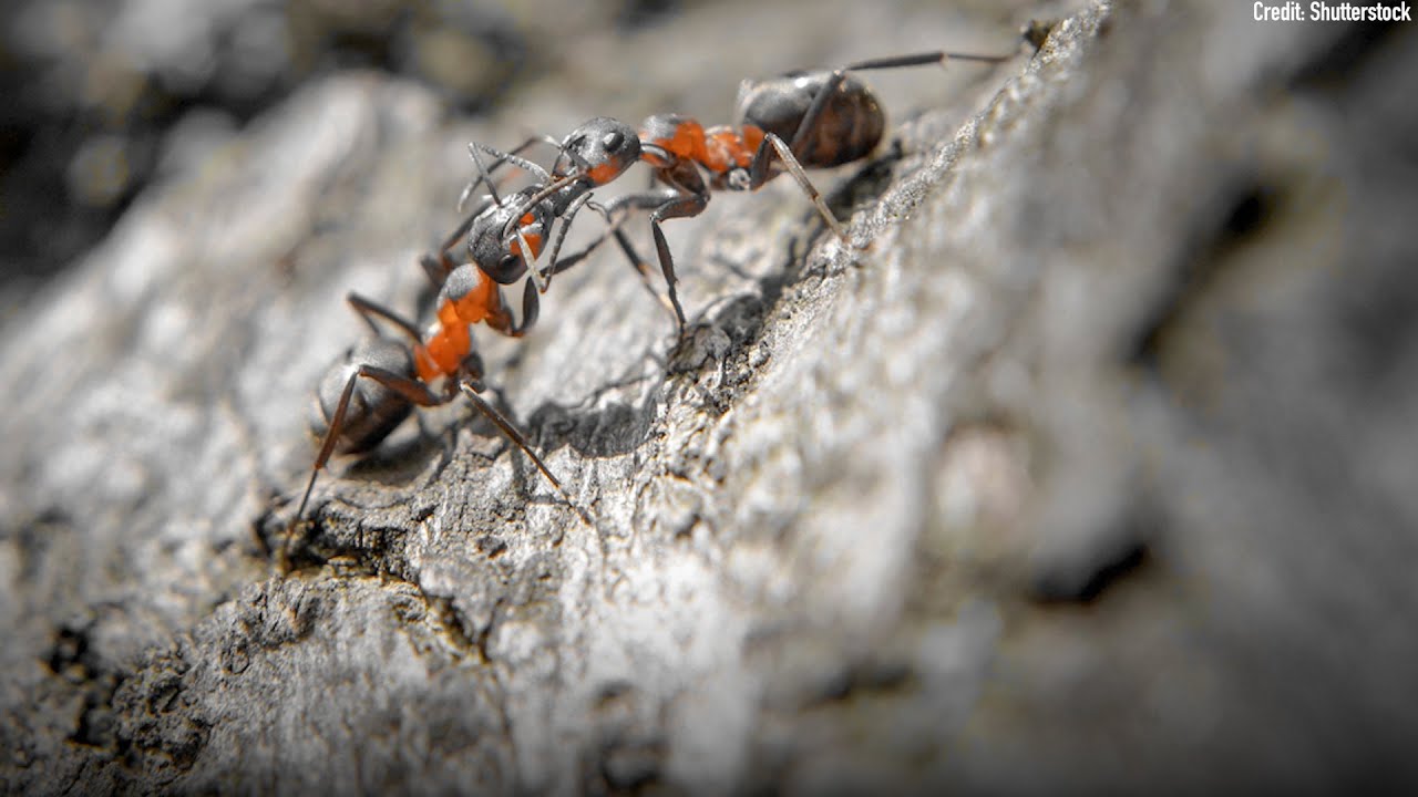 Cannibal Ants Swarm in a Nuclear Bunker